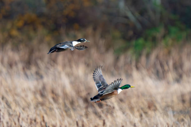 istock Pair of Domestic Type Mallards Hang Together in a Marsh 1885687481