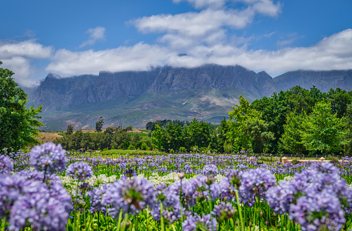 Helderberg Mountain with colourful flower garden at Vergelegen Wine Estate, Somerset West, South Africa