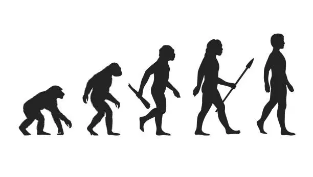 Vector illustration of Human evolution vector illustration