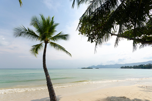 A picturesque image of a lone palm tree leaning over a tranquil Thai beach, its fronds gently swaying in the sea breeze. This serene scene captures the quintessential tropical paradise, with soft sands and clear waters framed by the iconic silhouette of the palm.