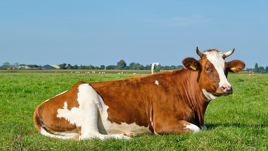 Lying Frisian red and white cow with horns in a sunny meadow in Friesland The Netherlands in summer. Before 1800, the red and white breed was dominant in the Northern Netherlands.