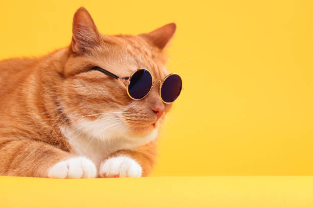 istock Cute ginger cat in stylish sunglasses on yellow background. Space for text 1885744710