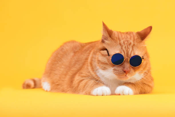 istock Cute ginger cat in stylish sunglasses on yellow background 1885745919