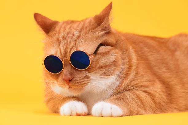 istock Cute ginger cat in stylish sunglasses on yellow background 1885745921