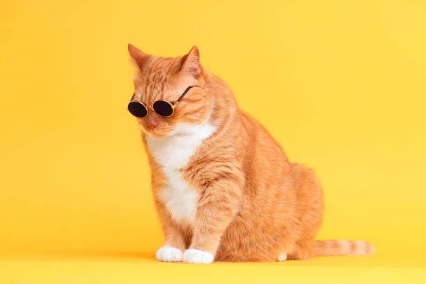 istock Cute ginger cat in stylish sunglasses on yellow background 1885745922