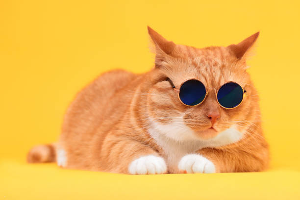 istock Cute ginger cat in stylish sunglasses on yellow background 1885746442