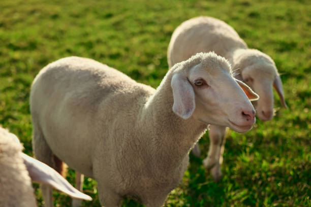 istock Cute sheep grazing outdoors on sunny day. Farm animals 1885746446