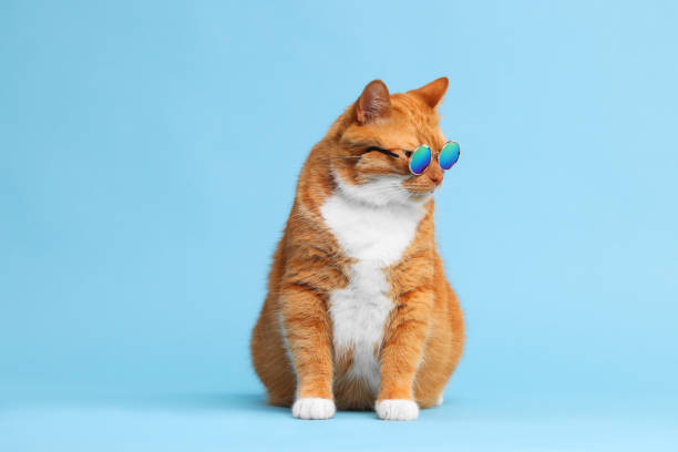 istock Cute ginger cat in stylish sunglasses on light blue background 1885747972