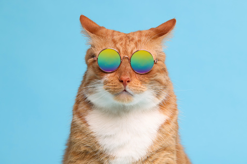 Portrait of cute ginger cat in stylish sunglasses on light blue background