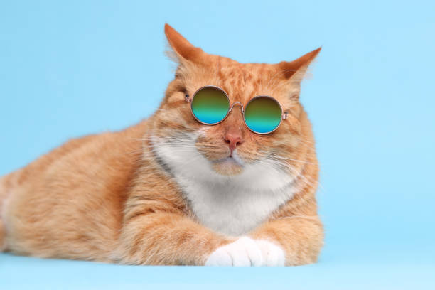 istock Cute ginger cat in stylish sunglasses lying on light blue background 1885748483