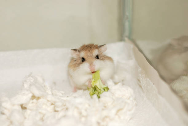 Happy smile Hamster smiling while eating broccoli roborovski hamster stock pictures, royalty-free photos & images