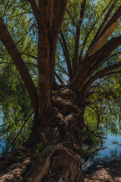 árvore ao lado de um lago, detalhes de galhos e a água funciona como um espelho, os tons verdes complementam muito bem os tons marrons da terra e da madeira. detalhe da paisagem na barragem de brockman em el oro, mex - tree branch tree trunk leaf - fotografias e filmes do acervo