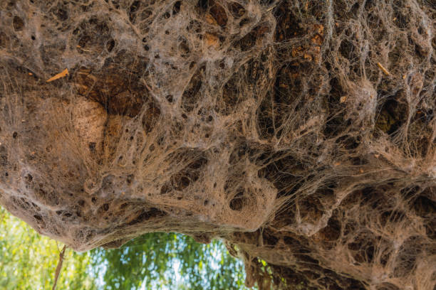 árvore ao lado de um lago, detalhes de galhos e a água funciona como um espelho, os tons verdes complementam muito bem os tons marrons da terra e da madeira. detalhe da paisagem na barragem de brockman em el oro, mex - apple tree branch - fotografias e filmes do acervo