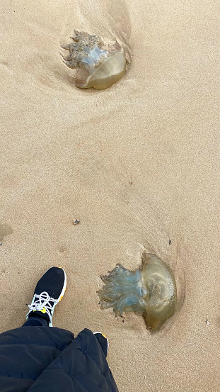 Jellyfish in the sand on the seashore, closeup of photo