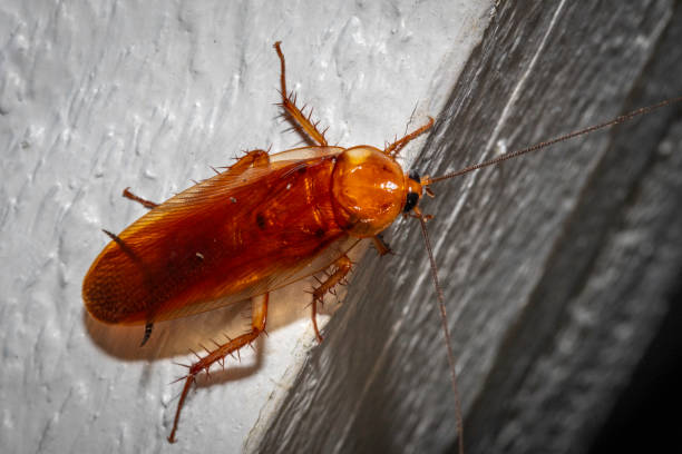 istock American cockroach (Periplaneta americana), Narooma, NSW, December 2023 1885809283