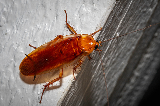 American cockroach walking around the house at night, eating scraps of food on the floor.