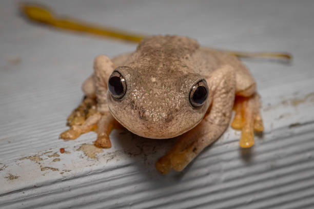 istock Peron's Tree Frog (Litoria peronii), Narooma, NSW, November 2023 1885811745