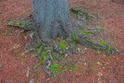 Textures of the bark of the tree trunks, colors such as brown, green, gray and ocher are those that predominate, the details of all the trunks are distinguished