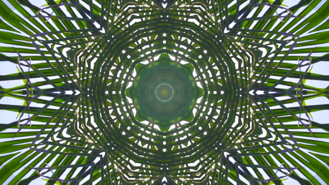 Sunlight sparkling through palm leaves in a symmetrical, geometric kaleidoscope design, as a nature themed abstract background