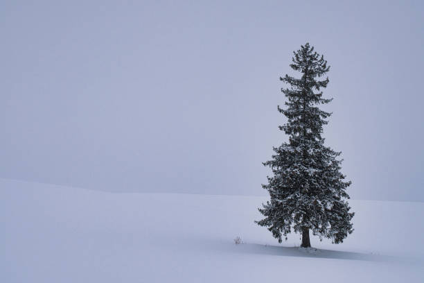 istock A Norway Spruce tree called Christmas tree in Biei, Hokkaido, Japan 1885837684