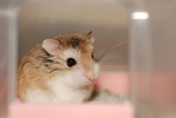 Hamster chilling out Hamsters are lounging in a pink toilet. roborovski hamster stock pictures, royalty-free photos & images