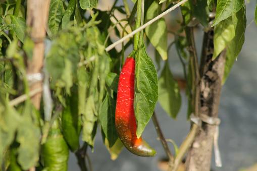 Big red chili grows big on the tree