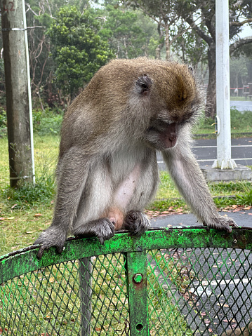 Monkey sitting and looking inside a trash bin in the park