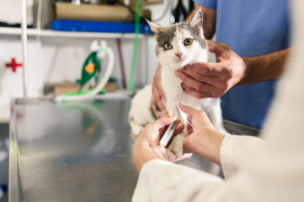 istock Veterinarian at the clinic 1885866187