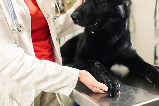 A female veterinarian of Caucasian ethnicity is at her office and her first patient is a cute brown/white dog.