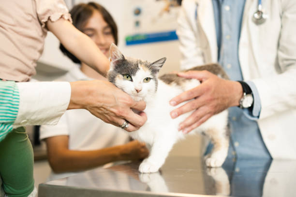istock Veterinarian examines the pet 1885866204