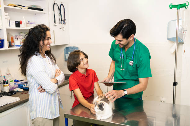 istock Veterinarian examines the pet 1885866224