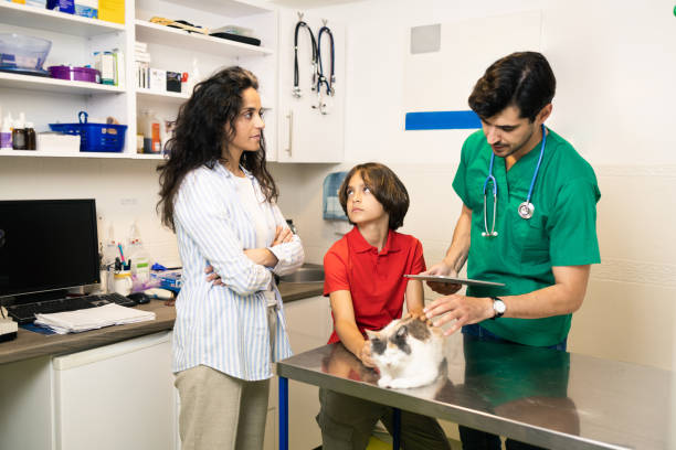 istock Veterinarian examines the pet 1885867281