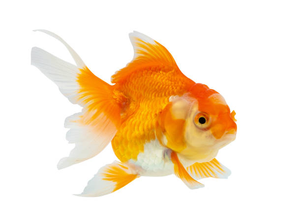 Oranda goldfish isolated on white background close up