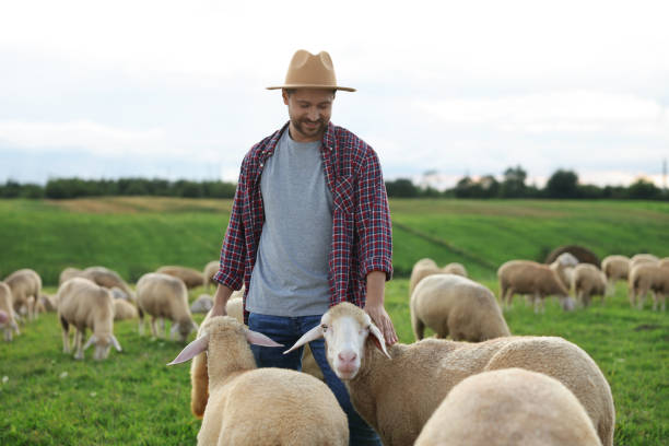 istock Smiling man with sheep on pasture at farm 1885870461