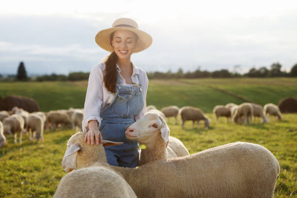 улыбающаяся женщина гладит овец на пастбище на ферме - rural scene non urban scene domestic animals sheep стоковые фото и изображения