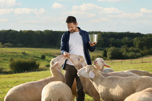 Smiling man with basket feeding sheep on pasture at farm