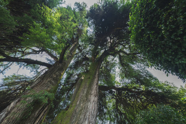 Giant weeping willow tree in the Magical Town of Valle de Bravo. From a different perspective