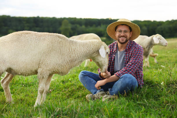 istock Smiling man feeding sheep on pasture at farm 1885874430
