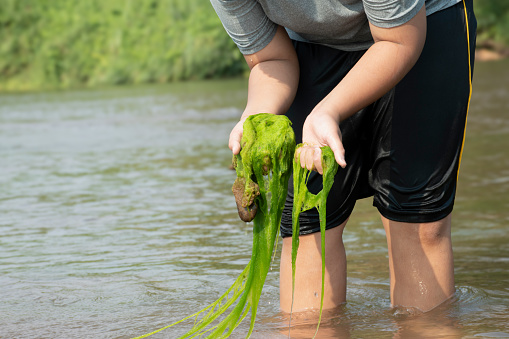 Asian boy holds freshwater algae that he plucks from a river to study the river's cleanliness, idea for ecosystem, ecoeffect and pesticide effect.