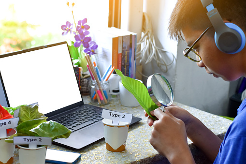 Asian cute boy sitting near window and doing homework at home by learning various leaves and flowers by using magnifying glass and laptop, now he is learning about indian shot leaf and canna flower.