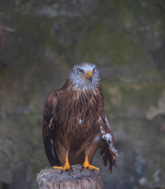 istock portrait of eagle posing 1885956315