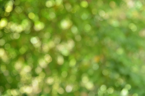 Sunny and green leaves bokeh background