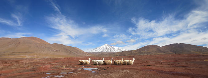 Sitting white fluffy alpaca llamas in front of a snowcapped volcano in sunny daylight, Idyllic Atacama Desert, volcanic landscape, border of Chile, Bolivia and Argentina. Travel destination South America background with copy space.