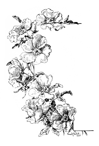 Flowers from a fruit tree on a white background, copy space. Illustration published 1895.  Original edition is from my own archives. Copyright has expired and is in Public Domain. Digitally restored.