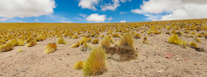 Planta del Altiplano - close-up on sunny day with beautful blue sky and fluffy white clouds. Nature background with copy space
