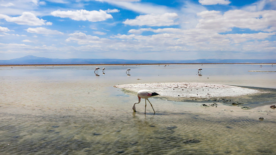 Wild flamingos at Laguna Chaxa Park - San Pedro de Atacama, Antofagasta Region, Chile