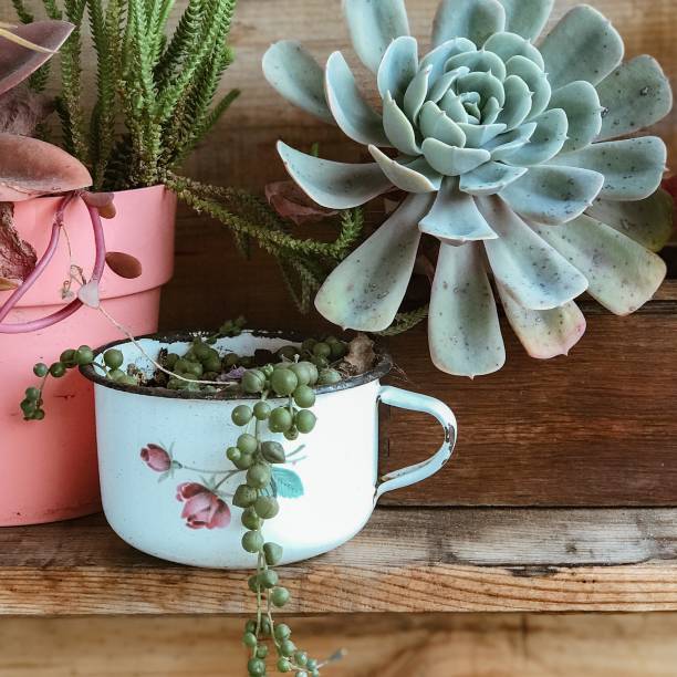 istock Green flowers of different styles, in different pots, old and modern 1885997868
