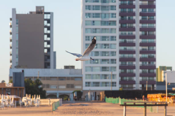 Seagull flying in a coastal city.