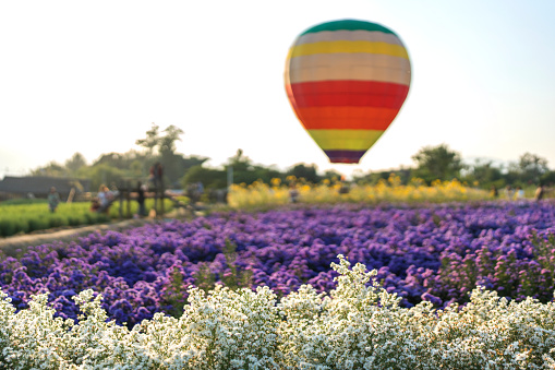 White flower field against floating hoe air balloon background.