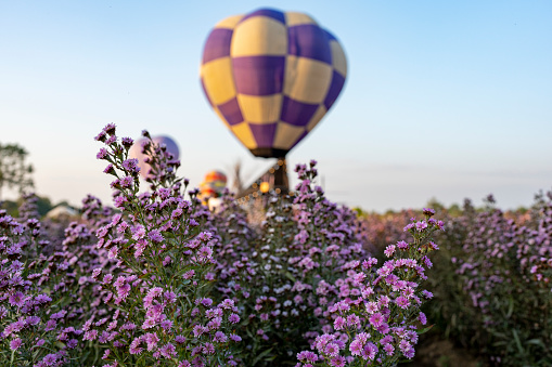 Margaret flowers field against hot air balloons in the sky.
